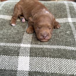 Boy 2 - Red  male Goldendoodle puppy in Nacogdoches, Texas from Designer Doodles