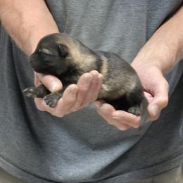 Boy 4 - Sable male German Shepherd puppy in Lake George, Colorado from High Country German Shepherds
