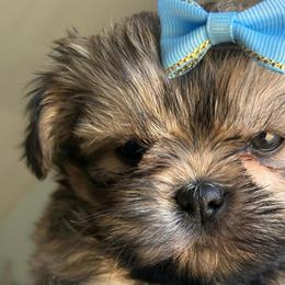 Girl 3 blue girl, blue bow - Blue female Shih Tzu puppy in Marion County, Tennessee from Jenkins Puppy Paradise