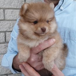Pomeranian puppies from Jaime's Pomeranians