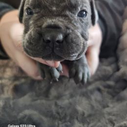Girl 2 - Gray female Cane Corso puppy in Dunnellon, Florida from Touch of Spice Kennels