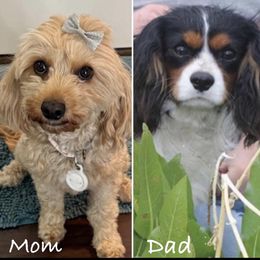 Cavapoo Puppies from Shoemaker Cavapoo Kennel