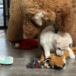 Poodle Puppies from Tyler Family Poodles