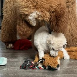 Poodle Puppies from Tyler Family Poodles