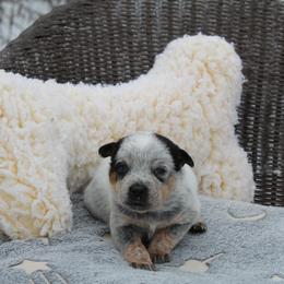 Canyon - Green - Blue male Australian Cattle Dog puppy in Colbert, Oklahoma from LoveAHeeler