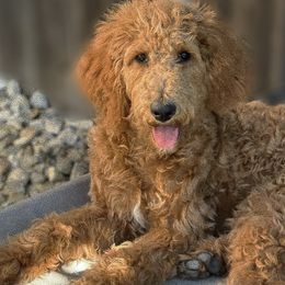 Goldendoodles from 951Goldendoodles_