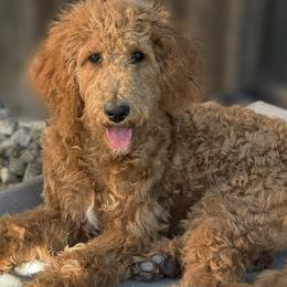 Goldendoodles from 951Goldendoodles_