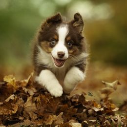 Miniature American Shepherd, Miniature Australian Shepherd, and Toy Australian Shepherd Puppies from Fine Hill Miniature Americans
