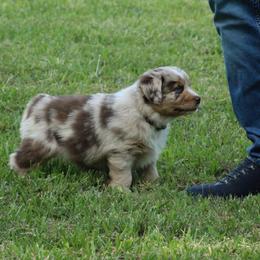 Fancy  RMF with blue eyes. - Red merle female Australian Shepherd puppy in Cookeville, Tennessee from Spring Creek Aussies