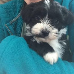 Havanese Puppies from Selah Havanese