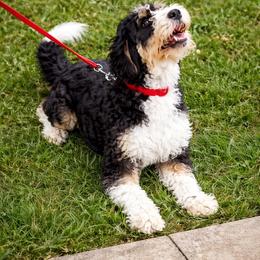 Misty - Bernedoodle