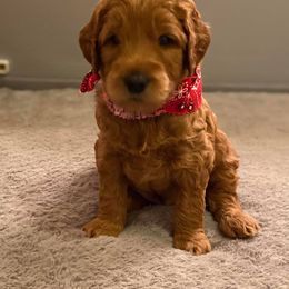 Labradoodle Puppies from LaRue's Labradoodles