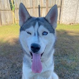 Siberian Huskies from Midland City Huskies
