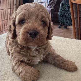 Felix - Buff and white male Cockapoo puppy in Sheridan, Missouri from Shepherdsfold’s Cockapoos