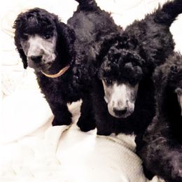 Poodles from Lakeview Standard Poodles