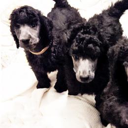 Poodles from Lakeview Standard Poodles