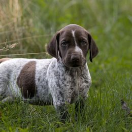 Grubber - Liver roan German Shorthaired Pointer puppy in Honey Brook, Pennsylvania from Windsong Pointers