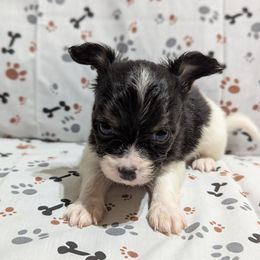 Boy 1 - White black and tan male Papillon puppy in Joshua, Texas from Summertime Kennels