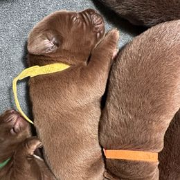 Yellow Girl - Chocolate female Labrador Retriever puppy in Rock Hill, South Carolina from North Star Retrievers