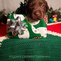 Labrador Retriever Puppies from Kilgore’s Labrador Retrievers