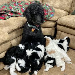 Poodles from Moffitt Moyens