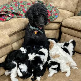 Poodles from Moffitt Moyens