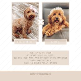 Crumbl - Goldendoodle