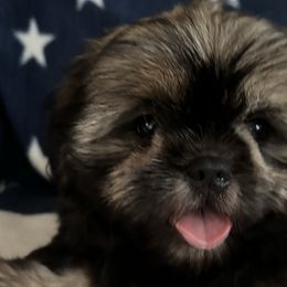 Boy 3 - Red and tan Shih Tzu puppy in Wooster, Ohio from Mending Hearts Shih Tzu's