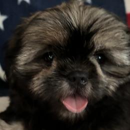 Boy 3 - Red and tan Shih Tzu puppy in Wooster, Ohio from Mending Hearts Shih Tzu's