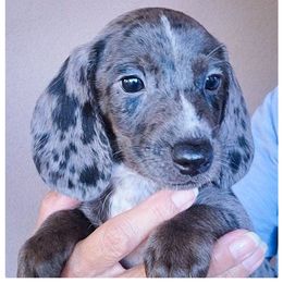 Has a home - Dapple male Dachshund puppy in Phoenix, Arizona from AZ's Prestigious Minature Dachshunds