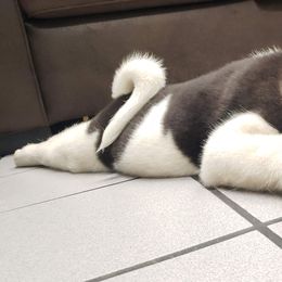 Akita Puppies from Mizuki Akita LLC.
