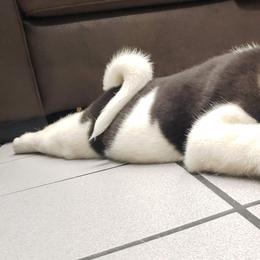 Akita Puppies from Mizuki Akita LLC.