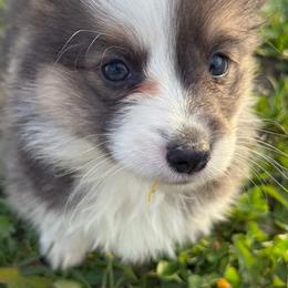 Male 2 Bliue LightningFace - Blue male Pembroke Welsh Corgi puppy in Heyworth, Illinois from Schumaker Corgis