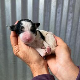 Wyatt - Tri-color male Bernedoodle puppy in Yuba City, California from Ranch House Doodles