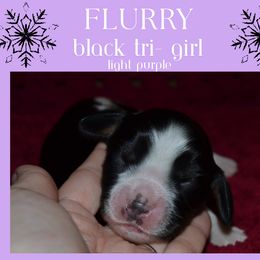 English Springer Spaniel Puppies from Stormin Pine and Prairie Springers