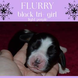 English Springer Spaniel Puppies from Stormin Pine and Prairie Springers