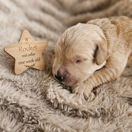 Rocket - Golden male Golden Retriever puppy in Inman, South Carolina from Shadow Acres