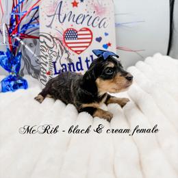 McRib - Black and cream female Dachshund puppy in Prairieville, Louisiana from Southern Barron Danes & Dachshunds
