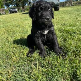 Bernedoodle Puppies from Eva Hutcherson
