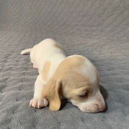 Girl 1 - Piebald female Dachshund puppy in Vinton, Iowa from Lerch Family Dachshunds