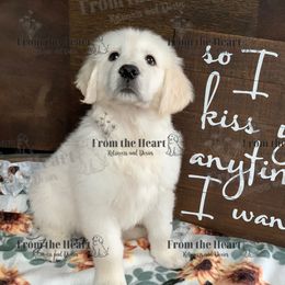 Dachshund and Golden Retriever Puppies from From the Heart Retrievers and Doxies