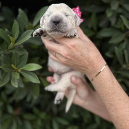 Golden Retriever Puppies from Sanctuary Ranch Goldens