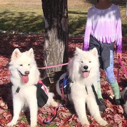 Samoyeds from Saratoga Samoyeds