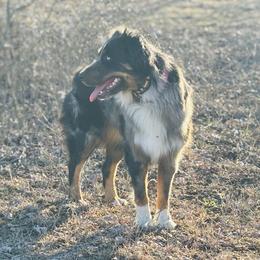Jojo - Australian Shepherd