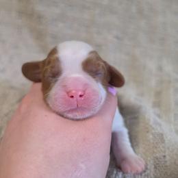 AKC Girl 1 - Blenheim female Cavalier King Charles Spaniel puppy in Bonney Lake, Washington from House of Happy Cavaliers