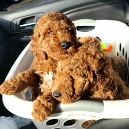 Goldendoodles, Labradoodles, and Poodles from Pee Dee Poodles & Doodles