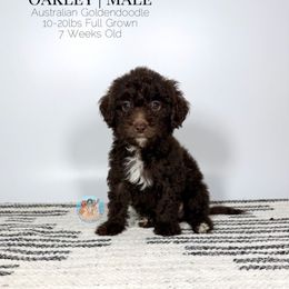 Oakley - Chocolate male Double Doodle puppy in Southwest Ranches, Florida from Dandy Doodle Ranch