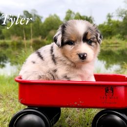 Aussiedoodle, Australian Shepherd, and Miniature Australian Shepherd Puppies from Ten Mile Aussies