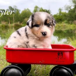 Aussiedoodle, Australian Shepherd, and Miniature Australian Shepherd Puppies from Ten Mile Aussies