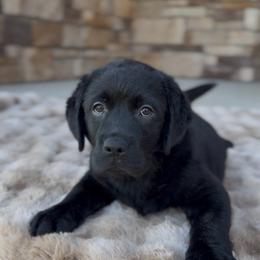 Girl 2 - Black female Labrador Retriever puppy in Chapel Hill, Tennessee from Pure Heaven Labs
